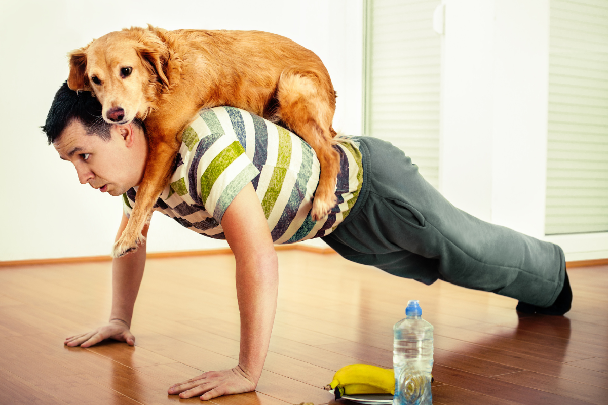 Hund på människorygg