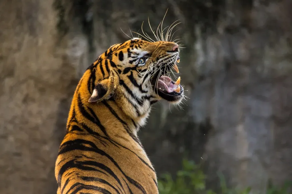Randig tiger